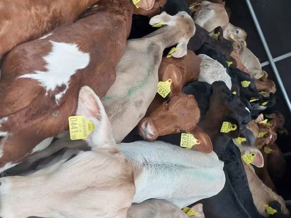 أبقار (دفعة، الجنس غير محدد), Simmental cattle