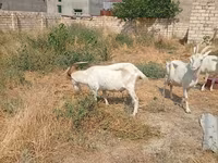 Cabra, Saanen goat — foto 7