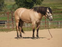 公马, Horses — 照片 1