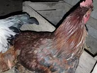 Chickens — Foto 4