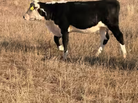 Kuh, Simmental cattle — Foto 2