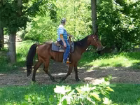 Horse (M), Standardbred — photo 7