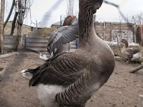Тулузская
