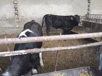 Bull, Karaku — photo 3