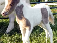 Hengst, Miniature horse — Foto 8