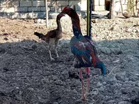 Chickens — Foto 3