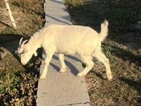 عنزة, Saanen goat — الصورة 5