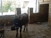 母牛, Azerbaijani zebu — 照片 3