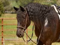 Horse (M), Friesian — photo 8
