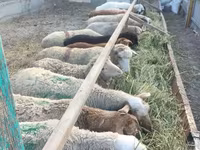 母羊, Sheep — 照片 6