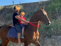 Caballo, Arabian horse — foto 2