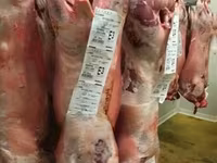 Widder, Beltex sheep — Foto 4