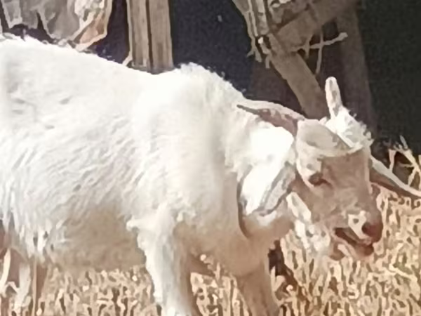 Ziege, Ziegen