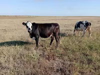 गाय, Simmental cattle — फ़ोटो 3