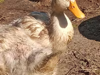Domestic Muscovy — photo 3