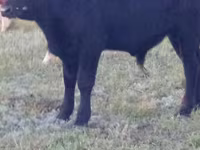 Bull, Kazakh White-headed cow — photo 5