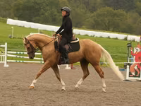 公马, Quarter Horse — 照片 7