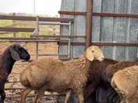 Carnero, Arashan sheep — foto 7