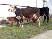 Kuh, Simmental cattle — Foto 5