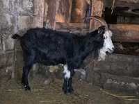 Goat, Kamori goats — photo 1