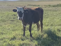 Schaf, Qashqai sheep — Foto 3
