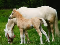 Horses (batch, sex not specified), Shetland Pony — photo 3