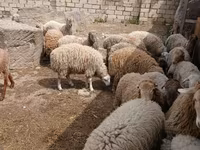 Ram, Sheep — photo 3