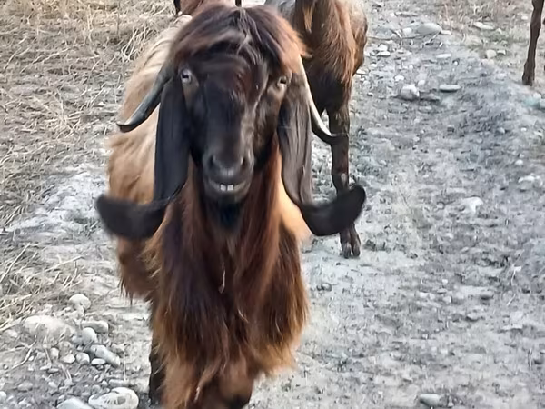 Коза, Дамасская коза