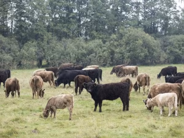 公牛, Galloway cow