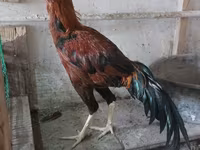 Chickens — 照片 3