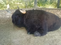 Toro, Highland — foto 5
