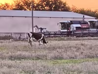 गाय, Russian Black pied cattle — फ़ोटो 3