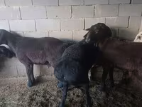 Widder, Hissar sheep — Foto 6