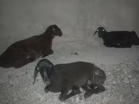 Sheep, Karakul sheep — photo 3