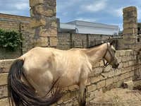 Caballos (lote, sexo no especificado), Caballos — foto 4