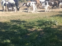 Toro, Russian Black pied cattle — foto 2