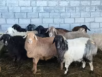 母羊, Beulah Speckled face sheep — 照片 1