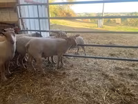 Ram, Charollais sheep — photo 3