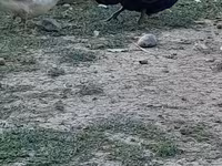 أستراليان سبوتد — الصورة 1