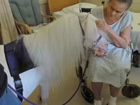فرس, Miniature horse — الصورة 1