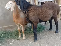 Widder, Arashan sheep — Foto 5