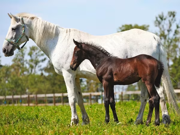 Mare, Orlov Trotter