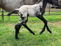 Mare, Appaloosa — photo 4