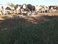 Bull, Russian Black pied cattle — photo 3