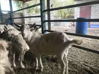 Ziegenbock, Saanen goat — Foto 6