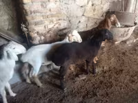 Widder, Rhon sheep — Foto 5