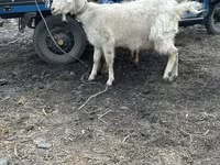 Goat, Goats — photo 2
