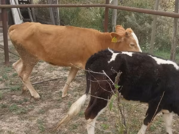 بقرة, Simmental cattle