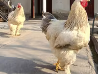 براهما — الصورة 4