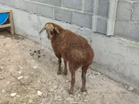 母羊, Sheep — 照片 6